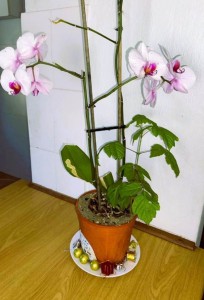 image001-2-204×300